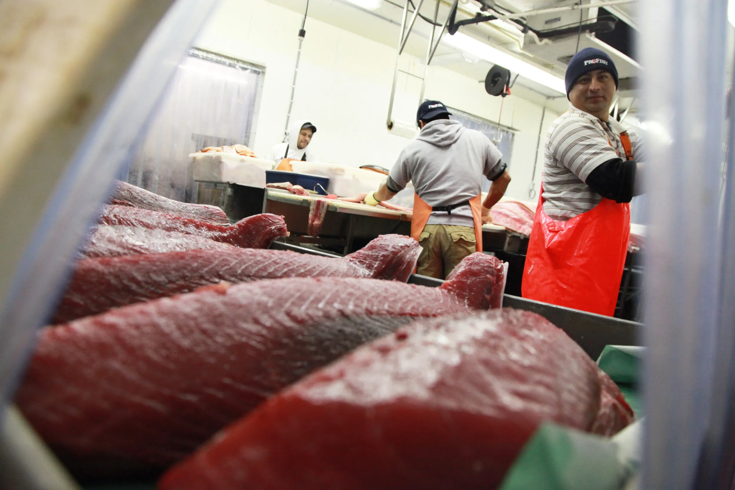 A worker takes a glimpse of the fresh tuna fillets in the fish factory owned by ProFish Ltd., in Washington, D.C., on Dec. 7, 2015. ProFish is one of the largest seafood wholesalers in Washington.